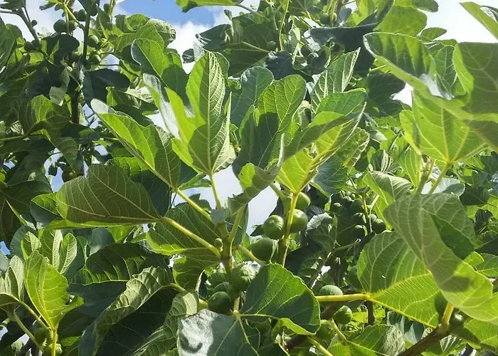 Agroturismo Masseria Celano Grottaglie