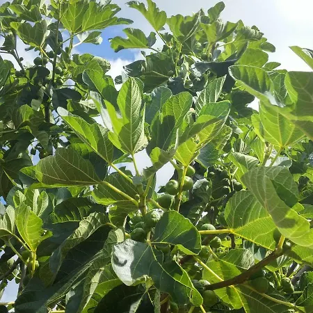 Çiftlik konaklama Masseria Celano Grottaglie